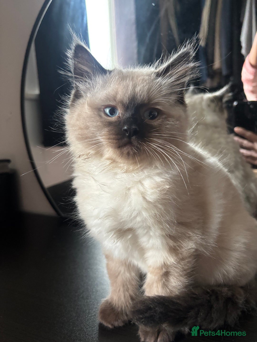 Ragdoll cats for sale: Ragdoll kittens  - Advert 10