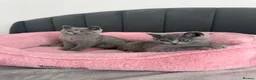 British Shorthair cats for sale: British shorthair kittens - Advert 20