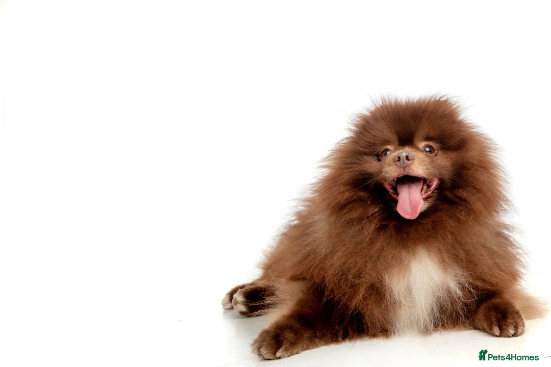 Pomeranian dogs for stud: Chocolate Stud Kc Registered ,Embark tested in Runcorn - Image 37