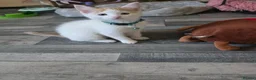 Domestic Shorthair cats for sale: Kitten looking for new lovely home  - Advert 3