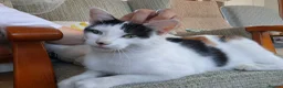 Mixed Breed cats for sale: 4 kittens looking for forever homes🐾 - Advert 5