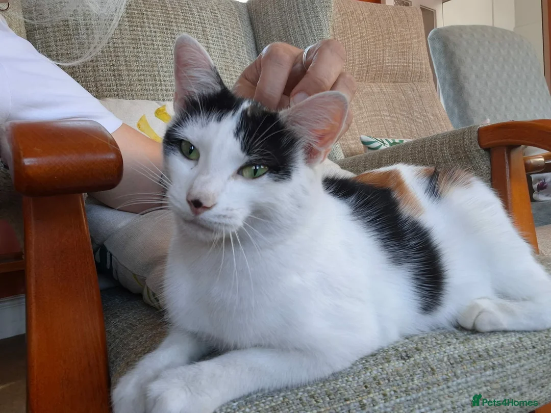 Mixed Breed cats for sale: 4 kittens looking for forever homes🐾 - Advert 5