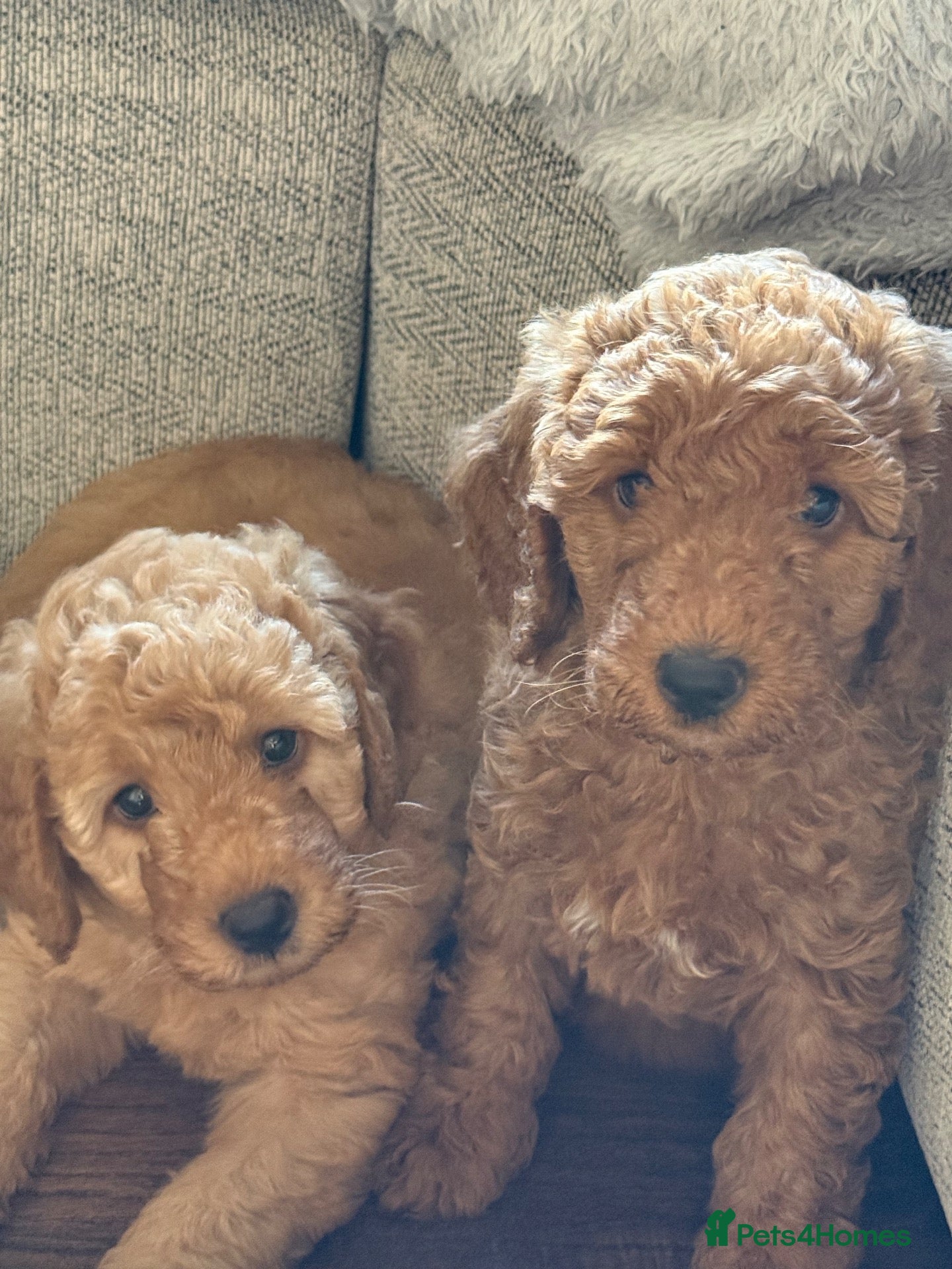 Labradoodle dogs READY TO LEAVE NEXT WEEK F1BB Labradoodle Puppies - Advert 2