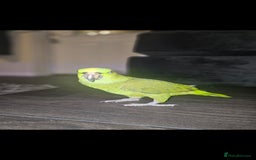 Parrots birds for sale: Yelow nape amazon - Image 25