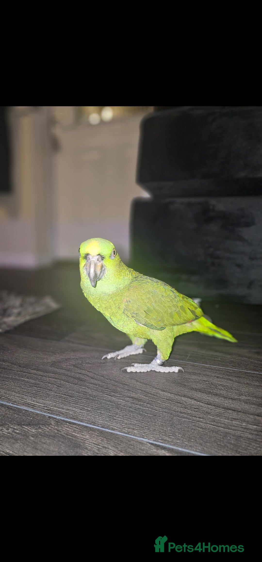 Parrots birds for sale: Yelow nape amazon - Image 25