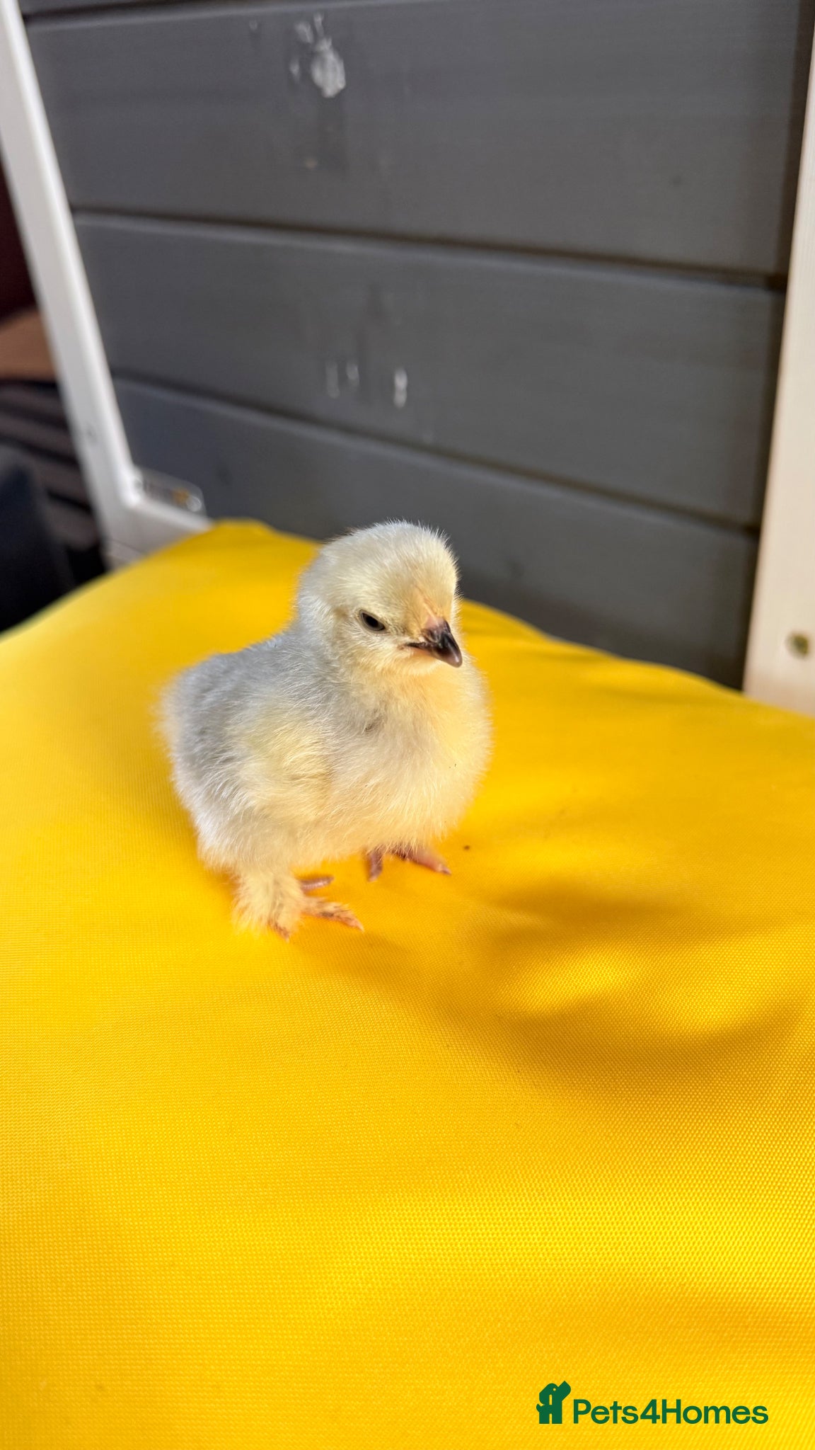 Chickens poultry Lavender pekin bantam chicks  - Advert 11