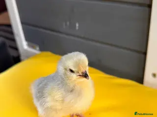 Chickens poultry Lavender pekin bantam chicks - Advert 11