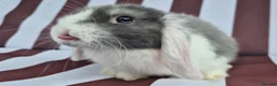 Mini Lop rabbits for sale: Mini lops does and bucks ready to leave Monday  - Advert 15