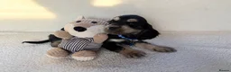 Cocker Spaniel dogs for sale: Show type cocker spaniels in Ipswich - Advert 6