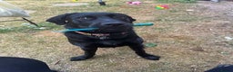 Labrador Retriever dogs for sale: Black lab - Advert 1