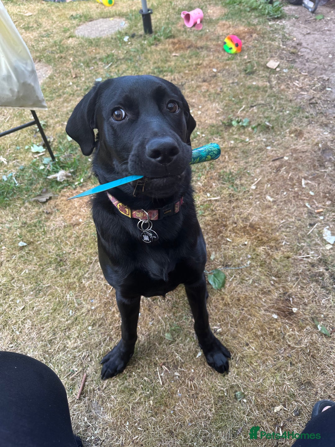 Labrador Retriever dogs for sale: Black lab - Advert 1
