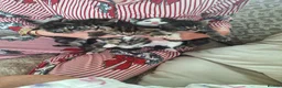 Mixed Breed cats for sale: Fluffy kittens  - Advert 3