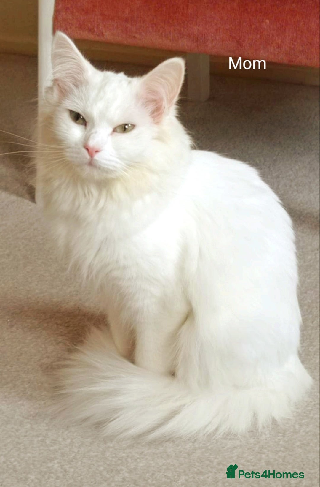 British Shorthair cats for sale: British shorthair Ragdoll mix - Advert 11