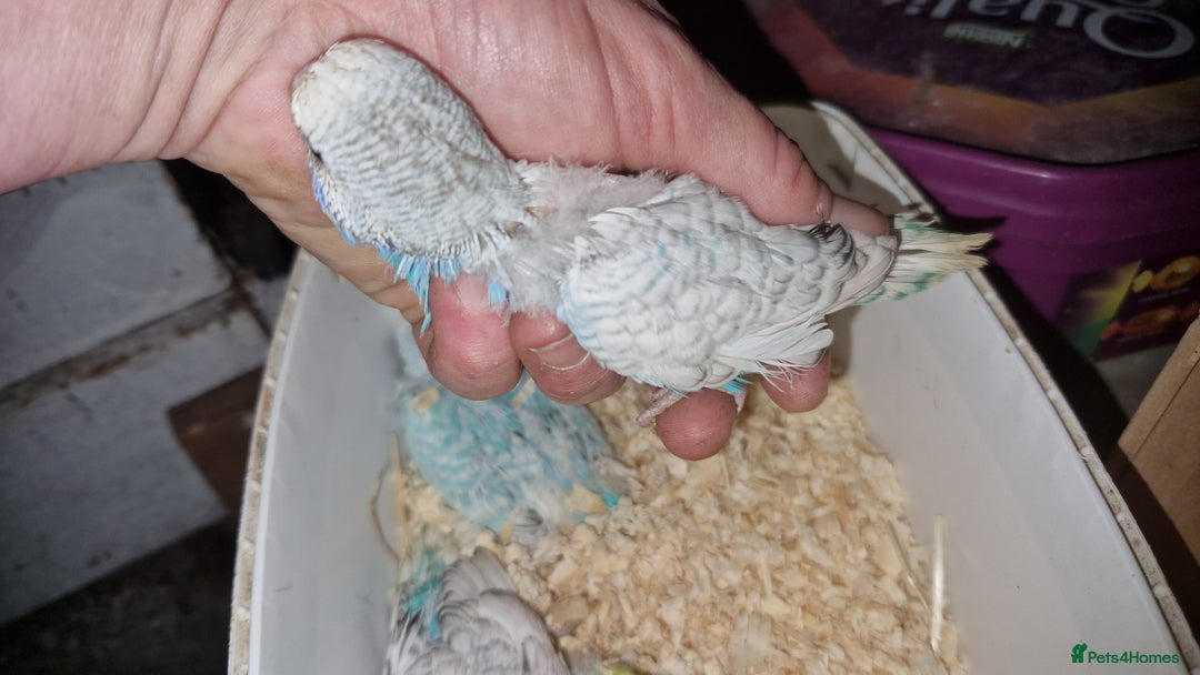 Budgerigars birds for sale: 3 baby budgies avaliable for reserve ready mid jan - Advert 6