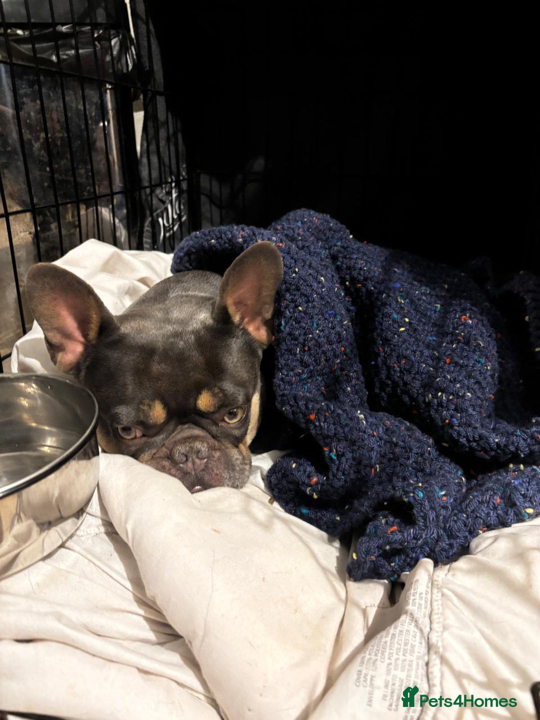 French Bulldog dogs for sale: Cute French bulldog  - Image 2