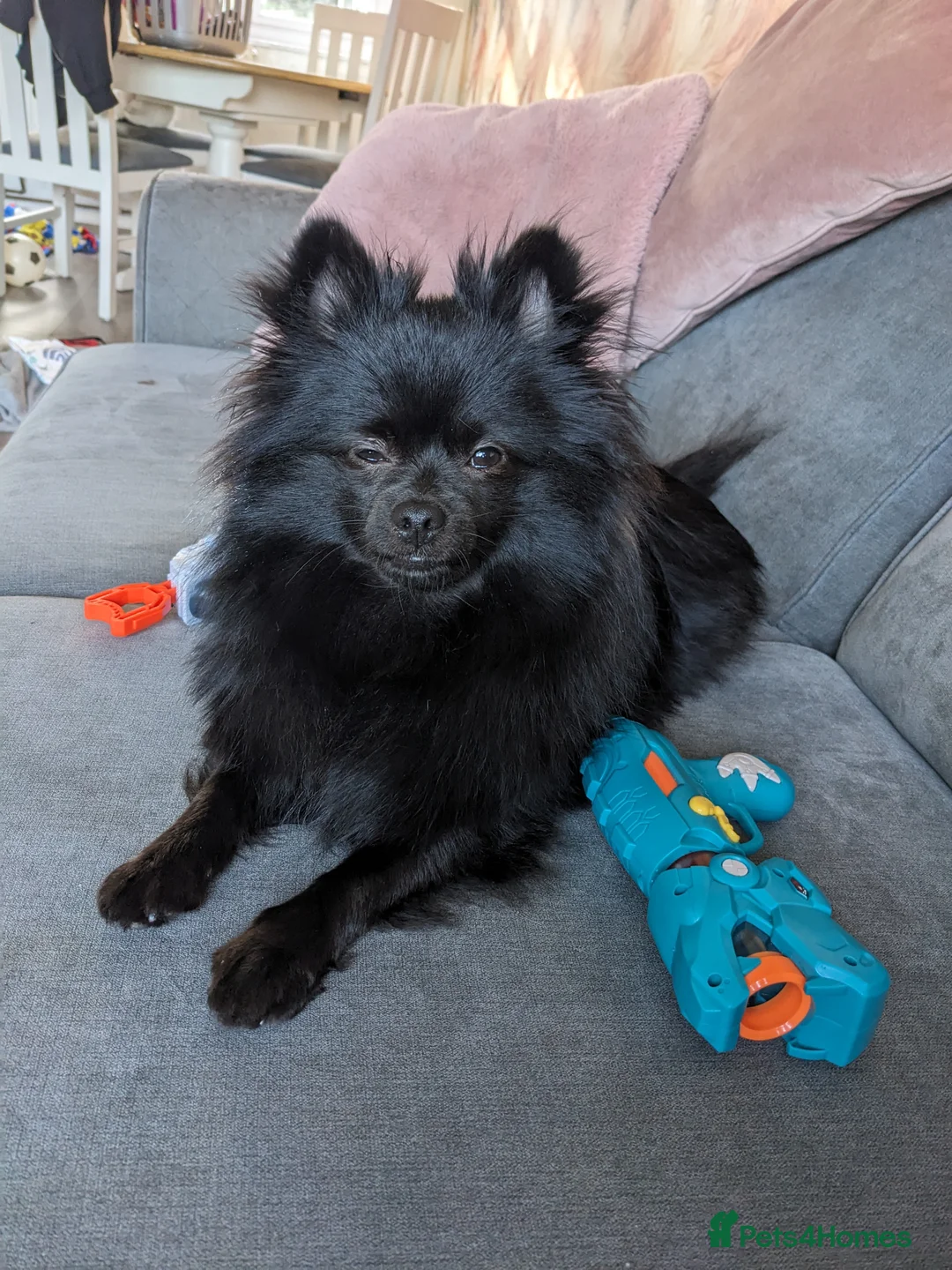 Pomeranian dogs for sale: 15month old female pom - Advert 2