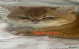 British Shorthair cats for sale: NY12 British Shorthair Kittens  - Image 11
