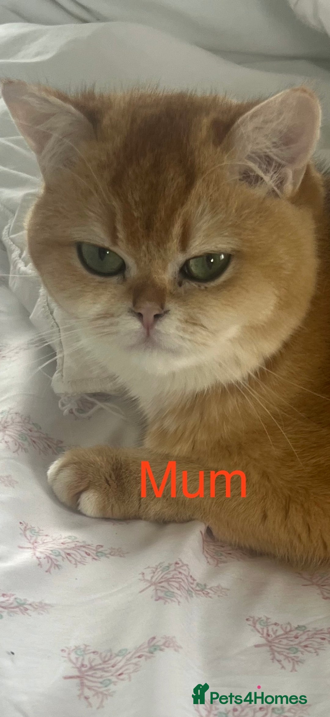 British Shorthair cats for sale: NY12 British Shorthair Kittens  - Image 11
