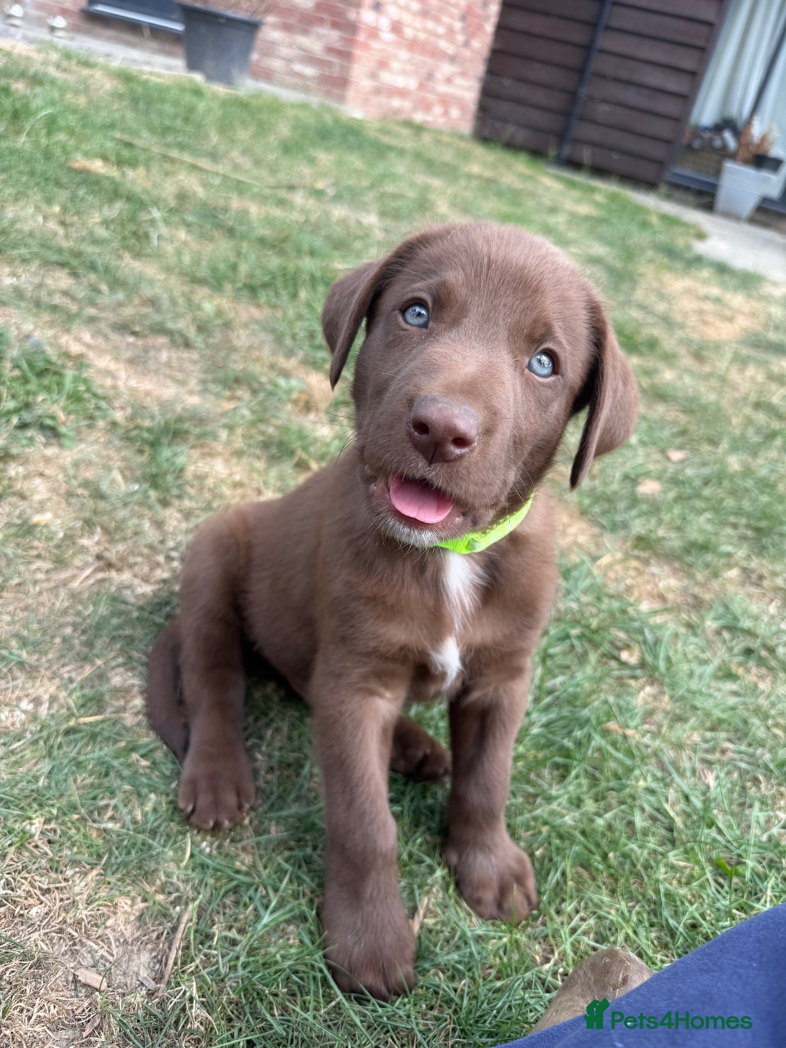 Borador dogs Stunning Lab x Collie, cream, black & chocolate! - Advert 1