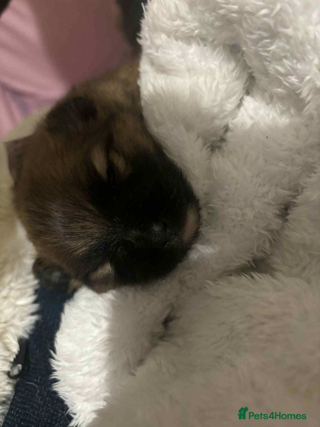 Mixed Breed dogs for sale: Little boy paparainion 🥰 - Image 3