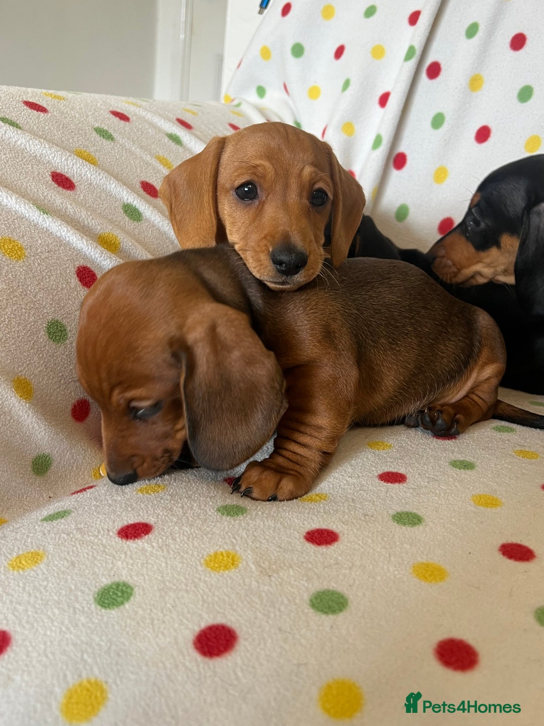 Miniature Dachshund dogs for sale: Miniature dachshund puppies - Image 8