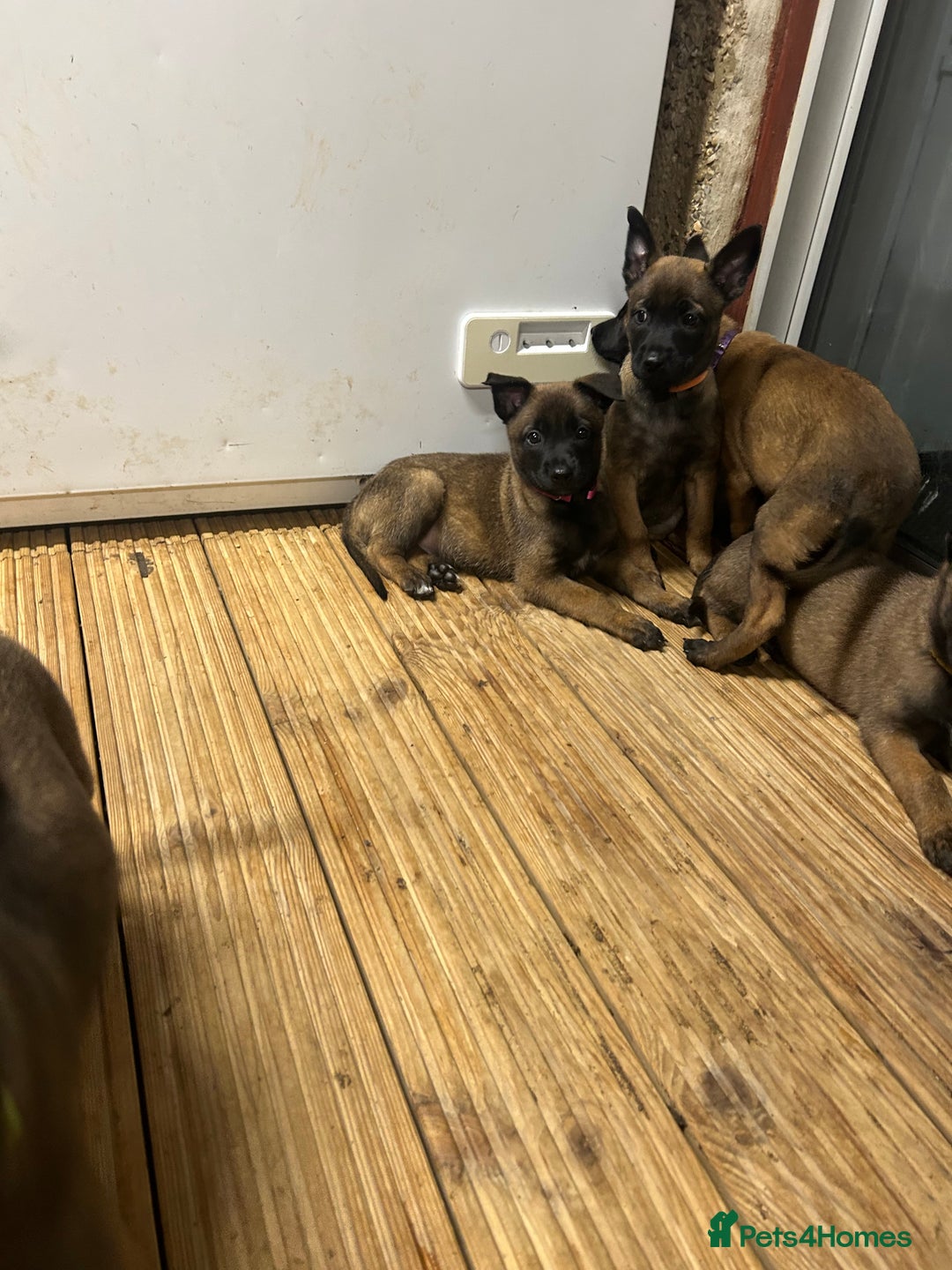 Belgian Shepherd Dog dogs for sale: 9 Belgian malinois puppies 🧬‼️ - Image 7