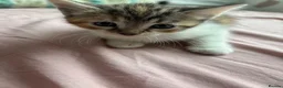 Mixed Breed cats for sale: Mixed breed kittens | Available today! | Hyde in Hyde - Advert 6