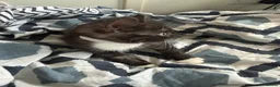 Bengal cats for sale: 🐾 Beautiful Bengal x Maine Coon Kittens 🐾 - Advert 19