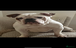 English Bulldog dogs for sale: English bulldog needs loving home - Image 1