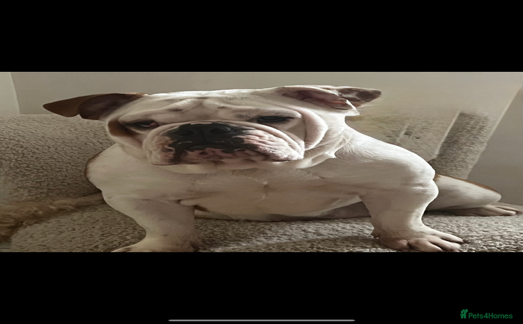 English Bulldog dogs - Advert 2