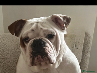 English Bulldog dogs for sale - Advert 1