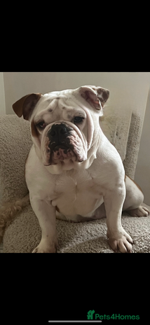 English Bulldog dogs - Advert 2