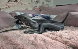 Whippet dogs for sale: Stunning KC Registered Blue Whippet Puppies - Image 18