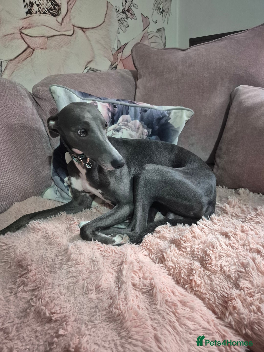 Whippet dogs for sale: Stunning KC Registered Blue Whippet Puppies - Image 18