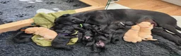 Labrador Retriever dogs for sale: Black and yellow labrador puppies - Advert 12