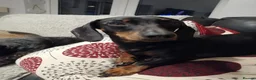 Mixed Breed dogs for sale: Schnoxie puppies  - Advert 8