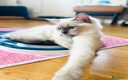 Ragdoll cats for sale: SILKY ADORABLE RAGDOLL KITTEN CHAMPIONLINE - Image 20