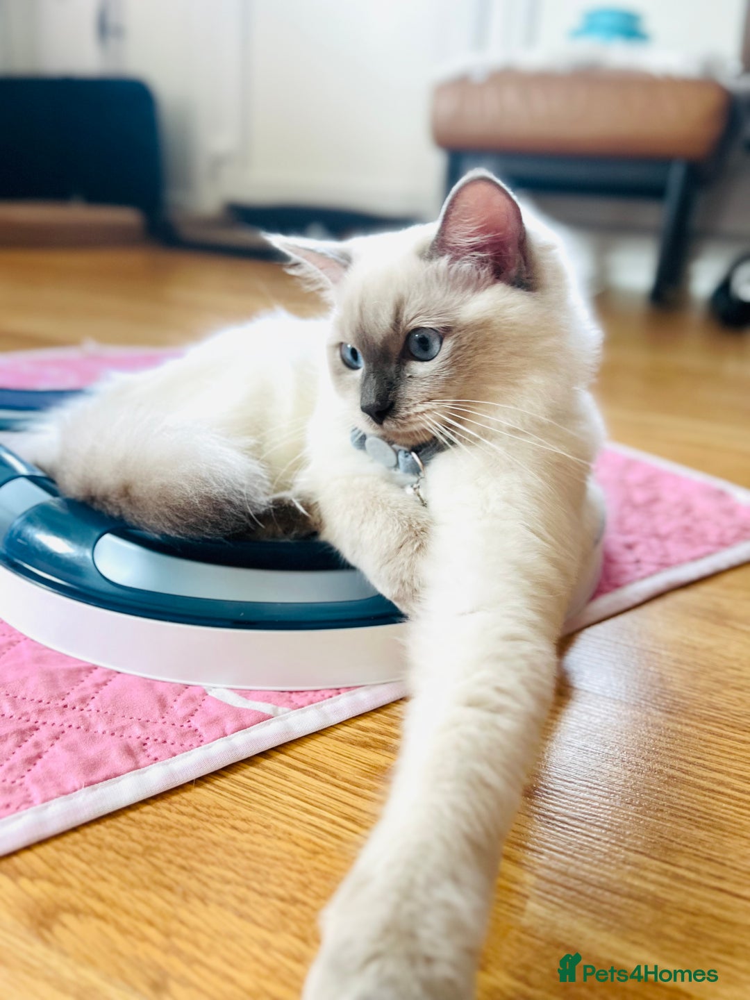 Ragdoll cats for sale: SILKY ADORABLE RAGDOLL KITTEN CHAMPIONLINE - Image 20