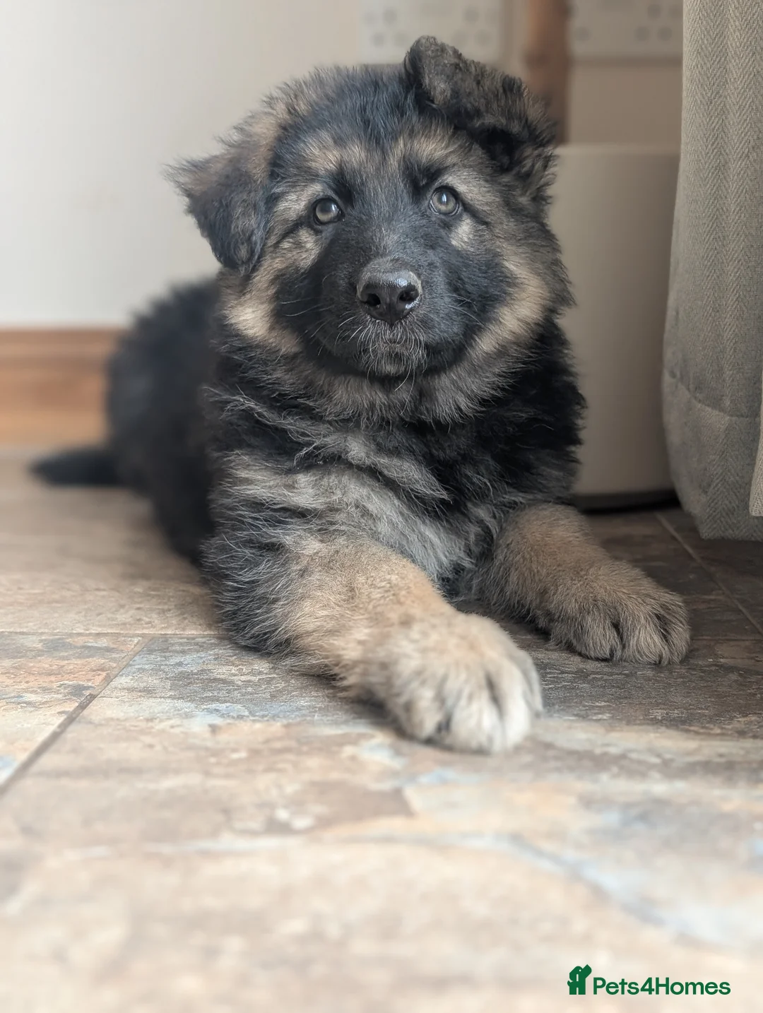 German Shepherd dogs for sale: KC Registered German Shepherd Puppies 🐾  - Advert 2
