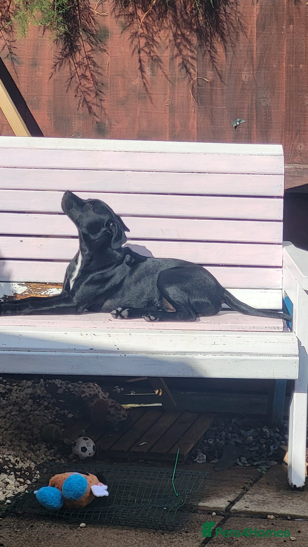 Mixed Breed dogs for sale: Beau Labrastaff - Image 7