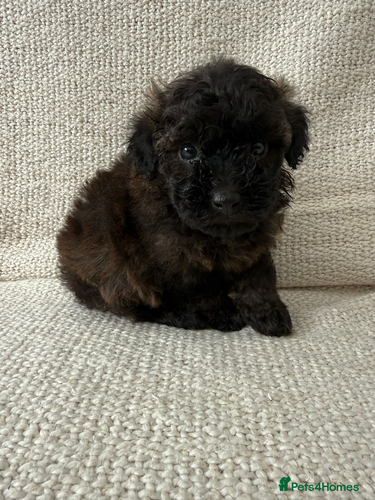 Poochon dogs Stunning F1 Poochon Puppies - Advert 1