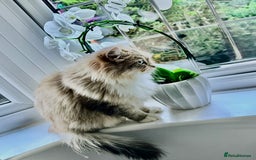 Siberian cats for sale: Beautiful Siberian Cat - Hypoallergenic - Image 3