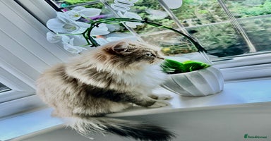 Siberian cats - Advert 10