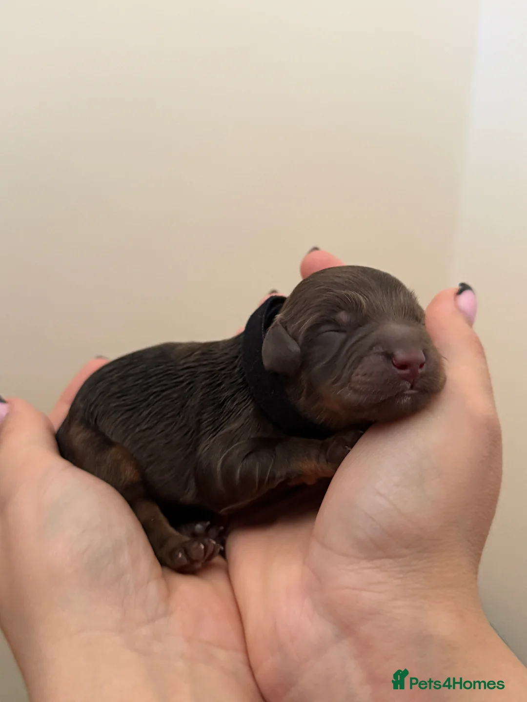 Cockapoo dogs for sale: Cockapoo puppies  in Darlington - Advert 13