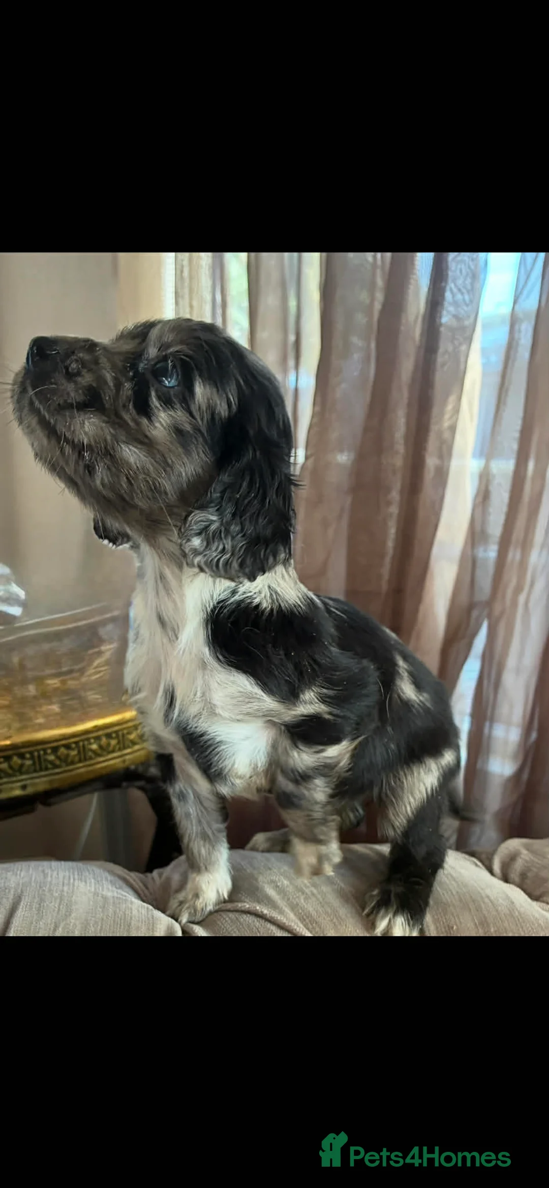 Cocker Spaniel dogs for sale: Beautiful cocker spaniel puppies  in Reading - Advert 2