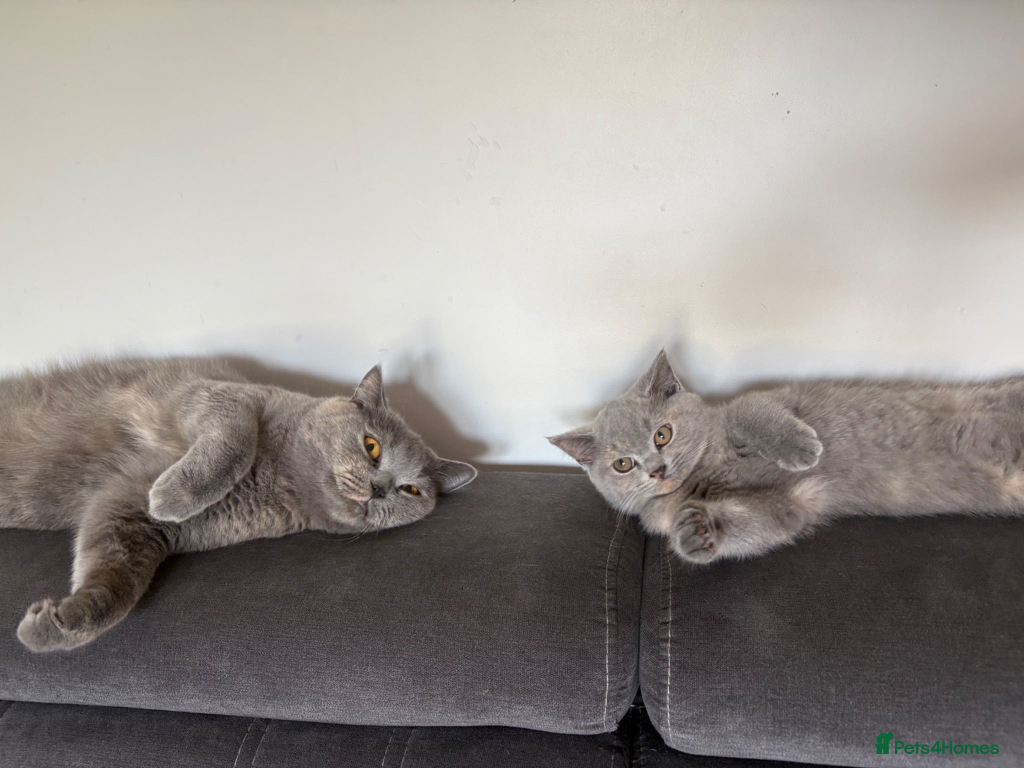 British Shorthair cats LAST ONE READY NOW BRITISH SHORTHAIR TICA Reg - Advert 15