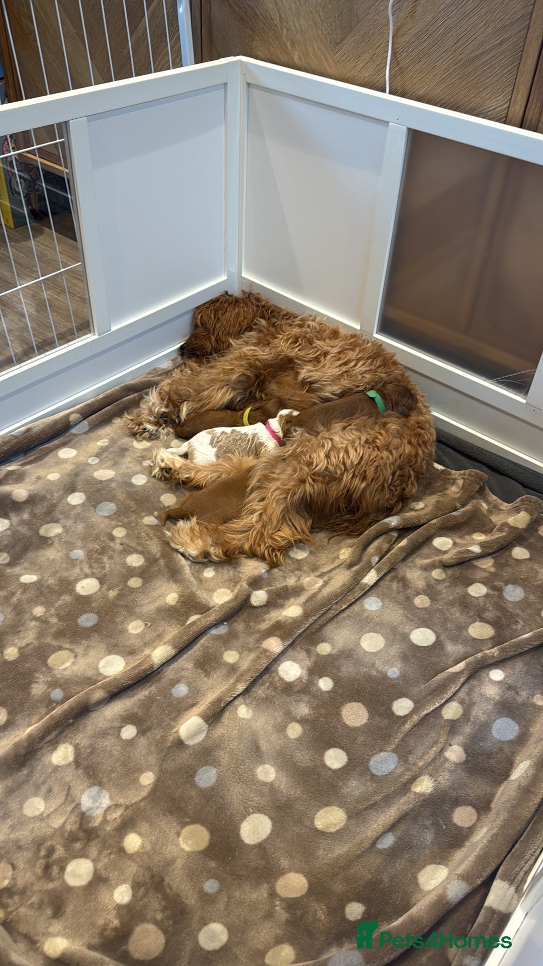 Cavapoo dogs for sale: Cavapoo puppies for sale - Advert 5