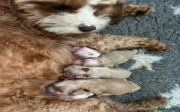 Maltipoo dogs for sale: Stunning Malticavapoo puppies NORTH STAFFORDSHIRE - Image 32