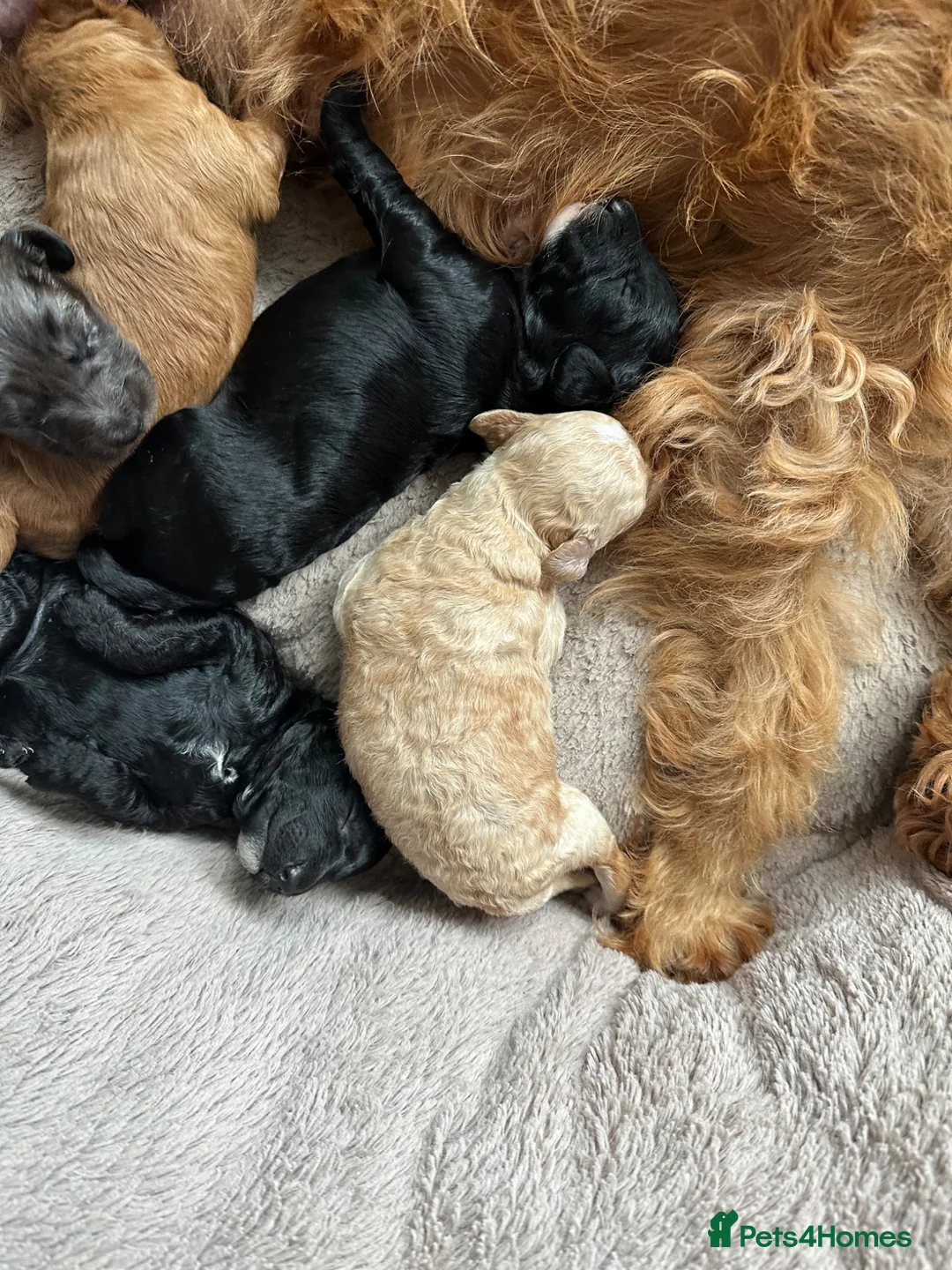 Labradoodle dogs for sale: Mini Labradoodle puppy’s  - Advert 2