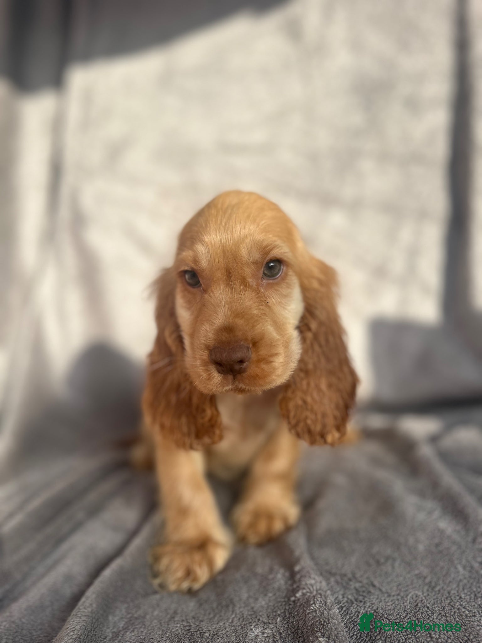 Cocker Spaniel dogs Show Cocker Spaniels ready to leave soon! - Advert 14